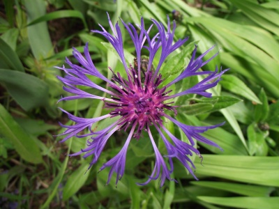 Purplelicious Flower