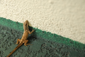 Hey Gecko!